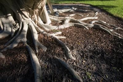 How to Landscape Around Tree Trunks & Roots Tree Roots Landscaping, Landscape Around Tree, How To Landscape, Landscaping Around House, Landscaping Around Trees, Shade Loving Perennials, Landscape Borders, Organic Mulch, Tree Base