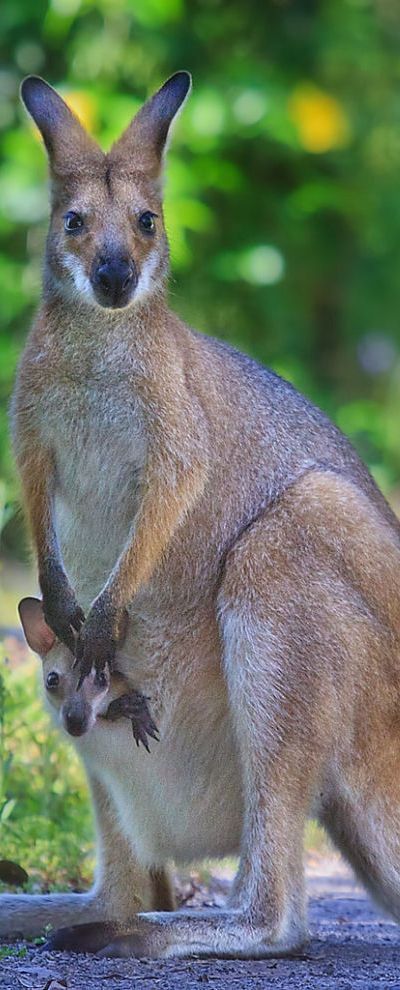 Kangaroo & Joey.. I want to draw these cuties Kangaroo Joey, Wild Kingdom, Australian Animals, Palau, Amazing Animals, Animals Of The World, Animal Tattoos, Animal Planet, An Animal