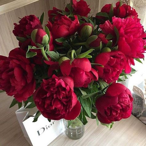 Flowers Photography Peonies, Boquette Flowers, Red Peonies, Peonies Bouquet, Trendy Flowers, Flower Therapy, Beautiful Flower Arrangements, Luxury Flowers, Peony Flower