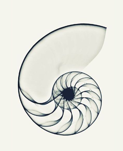 Shape Exploration, Nautilus Tattoo, Fibonacci Tattoo, Spiral Tattoos, Shell Tattoos, Geometry Tattoo, Fibonacci Spiral, Nautilus Shell, Nautilus