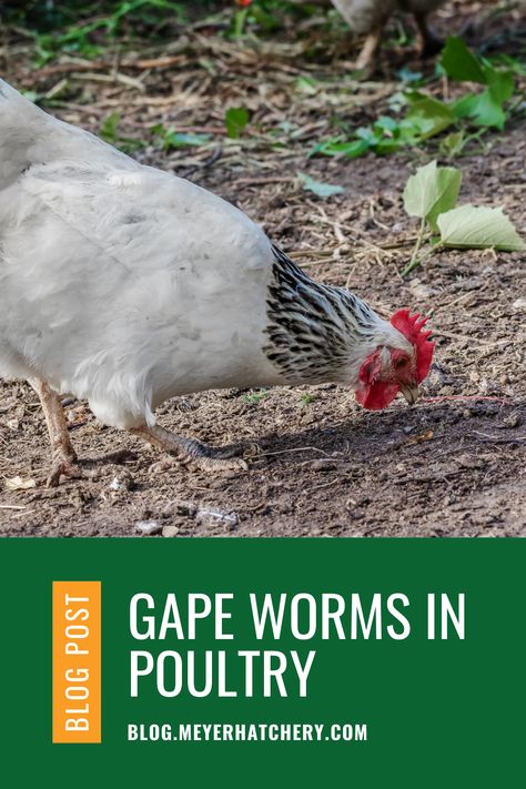 Gape Worm Infection In Poultry Chickens have a wide variety of parasites, including the gape worm, or gapeworm. Read more about how to detect and deal with it. Wild Bunnies, Molting Chickens, Wild Bunny, Meat Birds, Chicken Home, Chicken Health, Raising Backyard Chickens, Backyard Flocks, Guinea Fowl