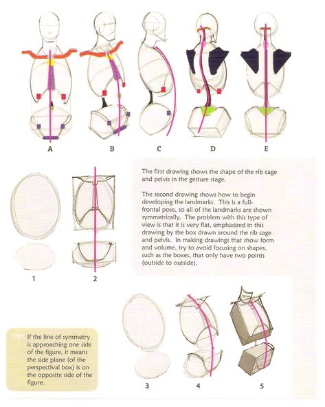 Drawing Torso, Torso Anatomy, Figure Drawing Tutorial, Anatomy Tutorial, Body Drawing Tutorial, Human Anatomy Drawing, Human Anatomy Art, Anatomy Sketches, Body Reference Drawing