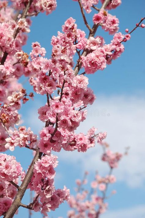 Cherry Blossom Close Up, Cherry Tree Branch, Blossom Painting, Cherry Blossom Painting, Farm Plans, Sakura Tree, Cherry Blossom Flowers, Cotton Buds, Cherry Blossom Tree