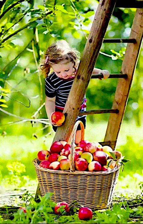 Apple Farm, Foto Baby, Apple Orchard, Fall Photos, Red Apple, Country Life, Farm Life, Children Photography, Baby Pictures