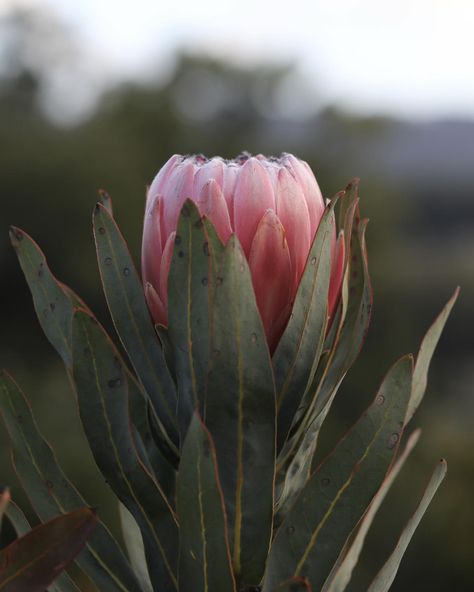 Transform your garden into a haven of beauty this Mother's Day with our stunning Australis Pink Proteas. These beauties are not only perfect for your garden but also ideal for creating gorgeous bouquets. . . . . #proteaceae #protea #proteaflower #flowerstagram #flowersofinstagram #proteas #proteaflora #mothersday Protea Plant, Pink Protea, Protea Flower, Natural Ecosystem, Brick Exterior House, How To Attract Birds, Exterior Brick, Flower Farm, Pink And Yellow