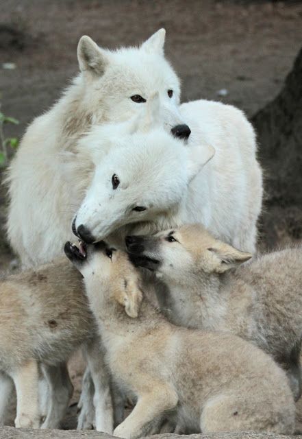 White Wolf : Stunning Images Showcase the Cuteness of Fluffy Arctic Wolf Pups with Moms Wolf Puppies, Wolf Family, Wolf Husky, Animal Inspiration, Arctic Wolf, Wolf Pup, Gray Wolf, Animal References, Wolf Love