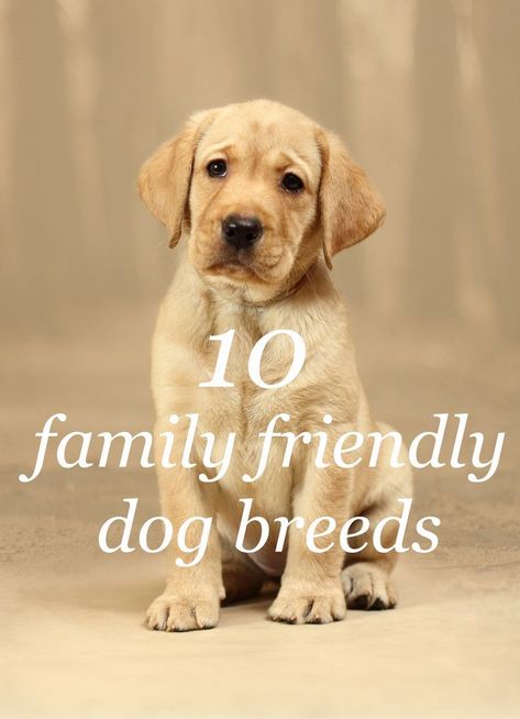 Best Family Dog Breeds, Best Dogs For Kids, Puppy Things, Dog Infographic, Family Dogs Breeds, Friendly Dog Breeds, Family Friendly Dogs, Puppy Fever, Friendly Dogs