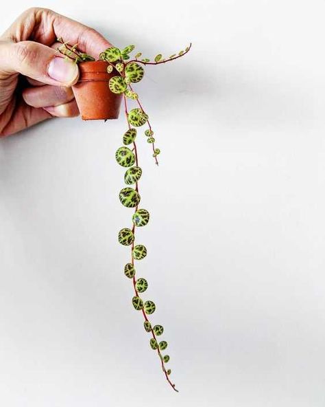 Indoor Hanging Plants, Best Indoor Hanging Plants, String Of Turtles, Plant Goals, نباتات منزلية, Hanging Plants Indoor, Tiny Plants, Trailing Plants, Plant Aesthetic