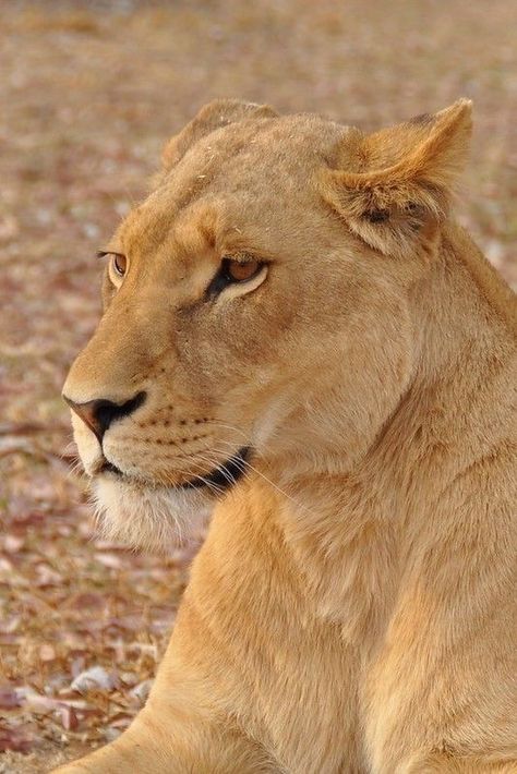 Lion Female, Gir National Park, Sasan Gir, Beach Animals, Gir Forest, Traveling Nature, Lioness And Cubs, Cat Diary, Lion Safari