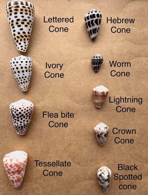 Seashell Types, Types Of Sea Shells, Marine Biology Jobs, Shells Artwork, Shell Names, Seashell Hunting, Types Of Seashells, Diy Shell Crafts, Shell Types