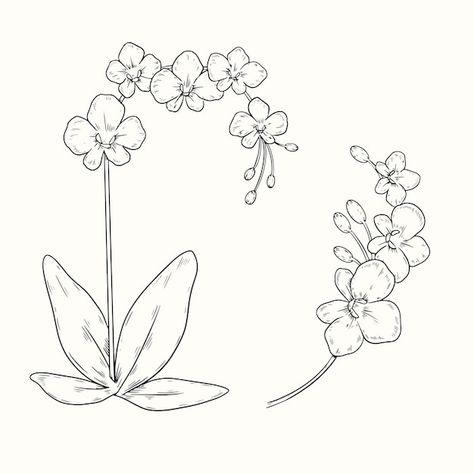 Orchid Illustration Vector, Orchid Outline, Orchid Illustration, Outline Illustration, Free Vector Illustration, Vector Hand, Illustration Vector, Vintage Flowers, Graphic Resources