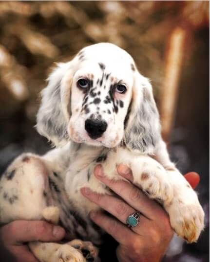 17 Reasons English Setters Are Not The Friendly Dogs Everyone Says They Are English Setter Puppies, Setter Dogs, Setter Puppies, English Setter Dogs, Friendly Dogs, English Setters, English Setter, Dog Friends, The Family