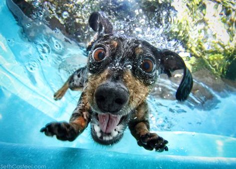 Rhoda the Diving Dachshund - star of my new book Underwater Dogs: Kids Edition!  Rhoda is hoping her fans could write reviews on Amazon.com. Thanks for all of your amazing support!  Dogs inspire us! Dogs Underwater, Underwater Dogs, Dog Expressions, Dog Calendar, Dog Books, Silly Dogs, Water Dog, Dog Photography, Dog Memes