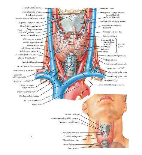 Thyroid Gland: Anterior View  Anatomy   External carotid artery , Internal carotid artery , Superior thyroid artery and vein , Superior l... Throat Anatomy, Human Heart Anatomy, Vascular Ultrasound, Internal Carotid Artery, Human Muscle Anatomy, Medicine Studies, Carotid Artery, Human Body Anatomy, Medicine Student