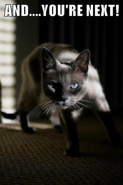 Intense Stare, Sneaky Cat, Tonkinese, Russian Blue Cat, Blue Point, Pretty Kitty, Cat People, Domestic Cat, Blue Cats