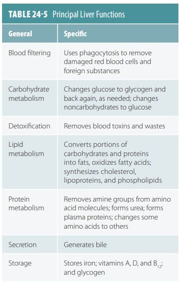 Liver Notes Anatomy, Liver Anatomy And Physiology, Liver Function, Liver Function Test, Liver Anatomy, Digestive System Anatomy, Digestive System Function, Protein Metabolism, Human Liver