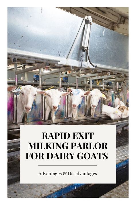 Goat Milking Parlor, Milk Parlor, Milking Parlor, Farming Tools, Goat Milking, Farming Guide, Dairy Farming, Goat Barn, Raising Goats