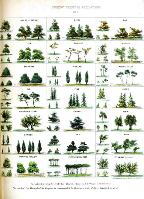 Tree Identification Chart, Identifying Trees, Leaf Identification, Ormanlık Alan, Types Of Trees, Tree Id, Tree Identification, Illustration Botanique, Plant Identification