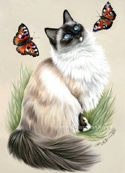 Prettiest Cat, Shepherd Art, Cat Art Painting, Birman Cat, Himalayan Cat, Cat Photos, Cat Pictures, Cat Artwork, Cats Art