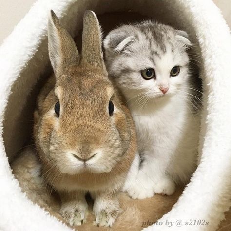 Scottish Fold Kittens, Animals Friendship, All About Animals, When I Grow Up, Animal Photo, Crazy Cat Lady, 귀여운 동물, Animals Friends, Crazy Cats