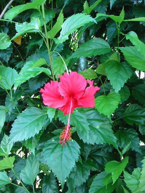 Hibiscus plants thrive on attention. Pruning hibiscus is a great way to give these plants just what they need. Pruning helps stimulate budding on new shoots. By Nikki Phipps (Author of The Bulb-o-licious Garden) Hibiscus Bush, Growing Hibiscus, Pruning Plants, Hibiscus Tree, Hibiscus Garden, Florida Plants, Hibiscus Plant, Fall Garden Vegetables, Hibiscus Flower