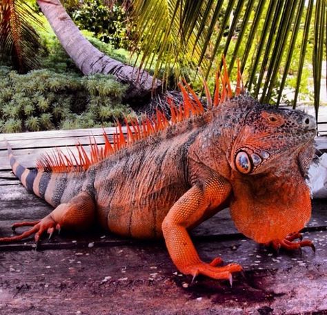 Red Iguana Red Iguana, Chameleon Lizard, Green Iguana, Animal Attack, Reptile Snakes, Unusual Animals, Reptiles And Amphibians, Exotic Pets, Amphibians