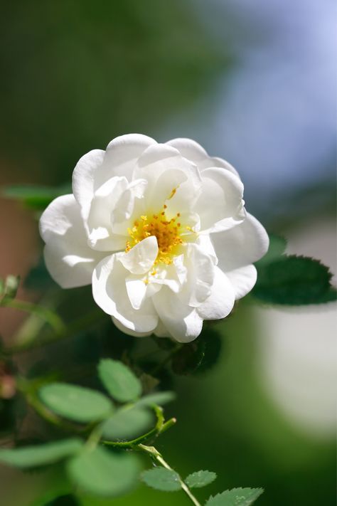 Single Flowers, Dog Rose, Beautiful Butterfly Photography, Plants Are Friends, Roses White, Alice In Wonderland Party, White Dog, Rose Photography, Wonderland Party