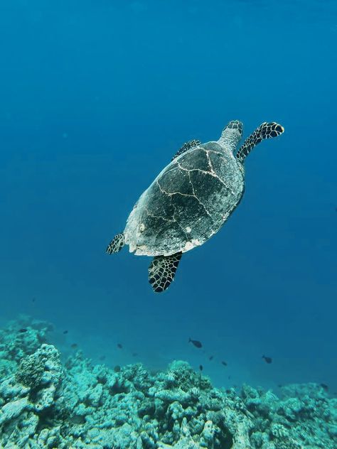 turtle | ocean | water | cute | snorkeling | diving | maldives | island | aesthetic | beautiful | swiming | corals | fish | Maldives Animals, Maldives Culture, Maldives Fish, Maldives Diving, Maldives Snorkeling, Scuba Diving Certification, Travel Maldives, Island Aesthetic, Maldives Beach