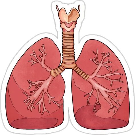 Human Anatomy Stickers, Stickers Science, Lungs Drawing, Lungs Anatomy, Anatomy Stickers, Ali Bin Abi Thalib Art, Lungs Art, Human Respiratory System, Lung Anatomy