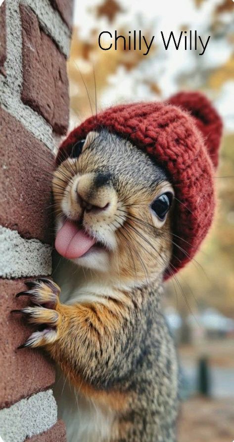 Funny Squirrel Pictures, Squirrel Pictures, Squirrel Art, Draw Together, Squirrel Funny, Cute Animal Clipart, Cute Squirrel, Cute Animals Images, Bird Pictures