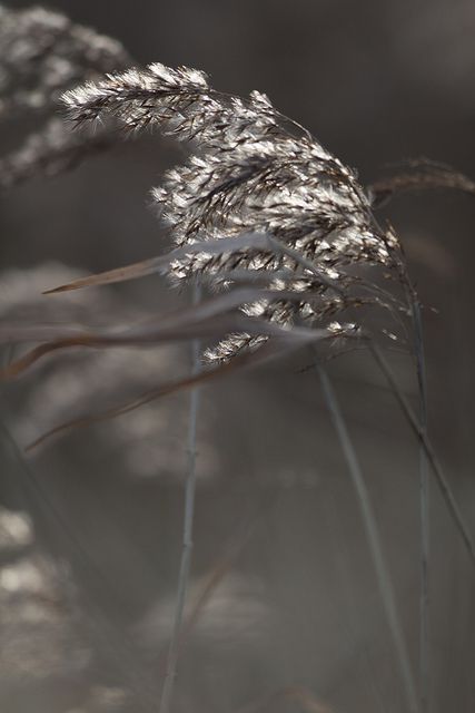 Sunlit Grasses by Paulo Dykes Greige Aesthetic, London Wetland Centre, Autumn Whispers, Photography Challenge, Autumn Beauty, Abstract Nature, Color Textures, Shades Of Grey, Aesthetic Photo