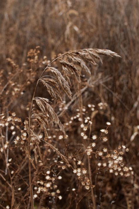 Tan Brown Asthetics, Earthy Crystal Aesthetic, Earthy Color Aesthetic, Brown Gray Aesthetic, Winter Brown Aesthetic, Light Brown Pictures, Warm Aesthetic Brown, Brown Nature Aesthetic, Brown Esthetics