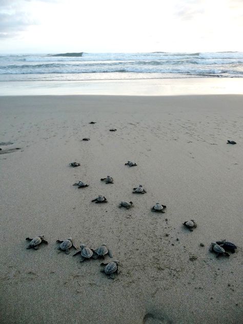 Volunteer in Costa Rica... http://www.oysterworldwide.com/gap-year-in-costa-rica.php Costa Rica Turtle Conservation, Costa Rica Turtles, Vision Board Volunteer, Costa Rica Volunteer, Coata Rica, Costa Rica Sea Turtles, Costa Rica Animals, Turtle Conservation, Vision Board Images