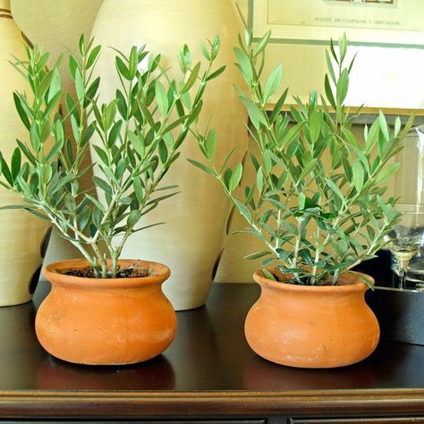 HOW TO GROW AN OLIVE TREE FROM SEED |The Garden of Eaden How To Grow Olives, Botanical Gifts, Olive Tree Care, Olivier En Pot, Growing Olive Trees, Olive Plant, Garden Pottery, Indoor Gardens, Garden Containers