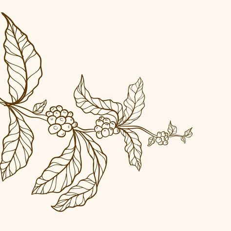 Coffee Leaves Illustration, Coffee Plant Illustration Design, Coffee Plant Art, Coffee Tree Illustration, Coffee Plant Illustration, Coffee Beans Illustration, Coffee Bean Plant, Coffee Moodboard, Cafe Deco