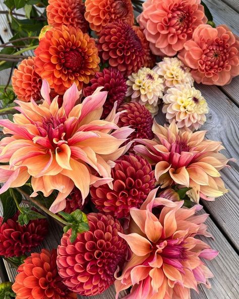 Fleur Aesthetic, Flowers Tea, Cut Flower Garden, Outdoor Flowers, Seasonal Flowers, Cut Flowers, Wedding Bells, Dahlia, Fall Wedding