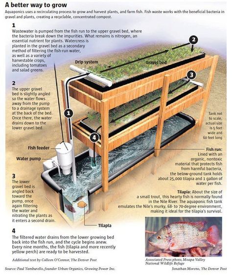 Aquaponic system Diy Aquaponics Fish Tank, Aquaponics Fish Tank, Diy Aquaponics, Aquaponics Greenhouse, Backyard Aquaponics, Aquaponics Fish, Aquaponics Diy, Aquaponics Plants, Hydroponic Farming