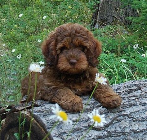 Fluffy Pomeranian, Australian Labradoodle Puppies, Dachshund Funny, Australian Labradoodle, Labradoodle Puppy, Doodle Dog, Bow Wow, Brown Dog, Labradoodle