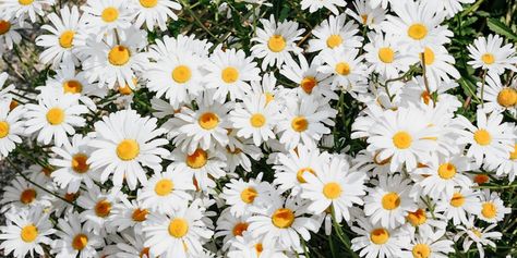 Links I love Types Of Daisies, Shasta Daisies, 10 Flowers, Garden Magazine, Flower Meanings, Grow Kit, Month Flowers, Winter Flowers, Birth Month Flowers