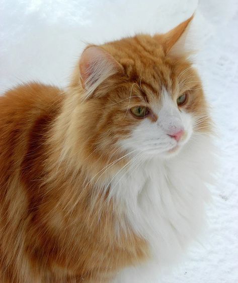 28 Photos Of Norwegian Forest Cats That Prove They Are Too Majestic – KingdomOfCats Norwegian Forest, Forest Cat, Norwegian Forest Cat, White Cat, Green Eyes, The Snow, Forest, Orange, The World