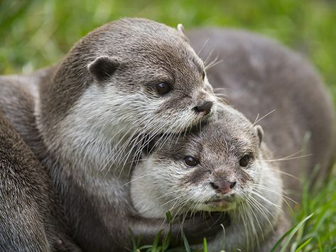 Otters Hugging, Otters Cute, Otter Love, Baby Otters, Sea Otter, January 7, Wildlife Animals, Cute Creatures, Animal Photo