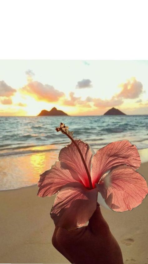 Hubiskis Flower Wallpaper, Hibiscus Flowers Aesthetic, Hisbusic Flower Wallpaper, Hibiscus Widget, Hawaii Wallpaper Aesthetic, Beachy Widgets, Random Highlights, Hibiscus Aesthetic, Flower Lockscreen