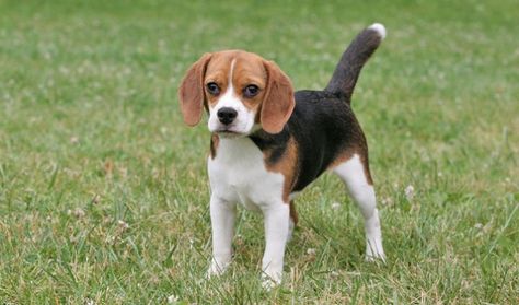 Pocket Beagle Beagle Names, Anjing Poodle, Beagle Breeds, Most Beautiful Dog Breeds, Pocket Beagle, Beautiful Dog Breeds, Cute Beagles, Interesting Animals, Beagle Puppy