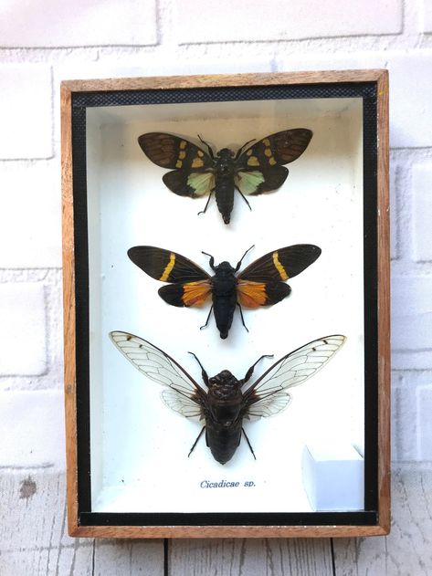 Bug Taxidermy, Academia Library, Christmas Presents For Friends, Insect Taxidermy, Deep Shadow Box, Carpenter Bee, Bug Collection, Ap Studio Art, Beetle Bug