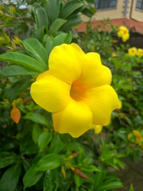 Foto capturada um dia após a chuva. A Allamanda estava mais a vontade. Depois da chuva algumas flores se sentem mais a vontade para desabrochar já outras se fecham Alamanda Flower, Connecting With God, Elements Of Nature, Sacred Space, Beautiful Nature, Natural Beauty, Plants, Flowers, Quick Saves