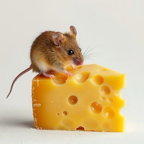 #MOLDIV Mouse And Cheese, Fancy Cheese, Cheese Packaging, Stock Images Free, Photo Image, Royalty, Royalty Free, Cheese, Stock Photos