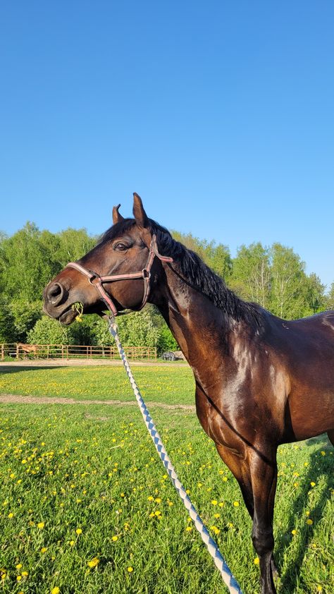 Dark Bay Horse, Dark Brown Horse, Sarah Stone, Horse Arena, Equestrian Aesthetic, Bay Horse, Brown Horse, Cute Horses, Barrel Racing