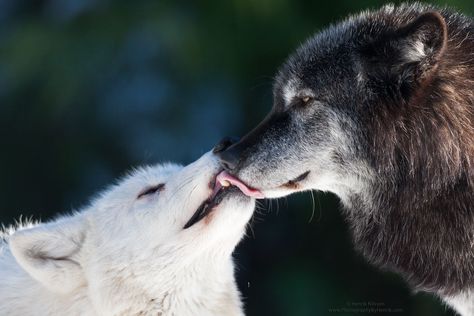 Wolf Kisses by Henrik Nilsson on 500px Wolf Mates, Werewolf Aesthetic, Wolf Husky, Wolf Photos, Wolf Spirit Animal, Wolf Love, Canine Art, Wolf Pictures, Wolf Spirit