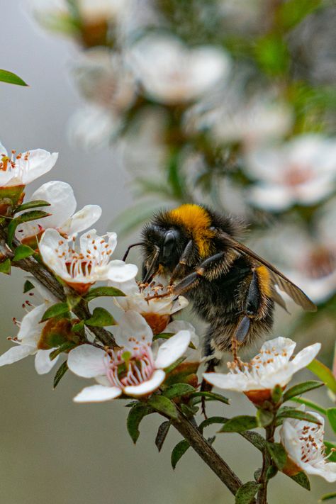 Welcome to a world where nature’s wonders take center stage. Introducing manuka oil – a hidden gem in the skincare and haircare industry. Derived from the manuka tree, native to New Zealand, this extraordinary oil is here to revolutionise your beauty routine. Manuka Tree, Manuka Oil, Health Blogs, Skincare And Haircare, Health Blog, Hidden Gem, Beauty Routine, Center Stage, Beauty Routines