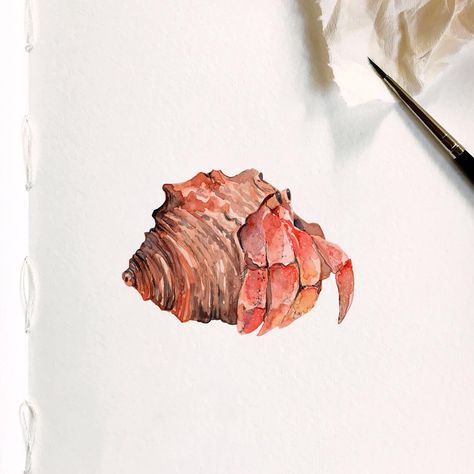 Watercolor Hermit Crab, Hermit Crab Art, Crab Tank, Hermit Crab Tank, Crab Watercolor, Life Reference, Hermit Crab, Paint Brushes, Crab